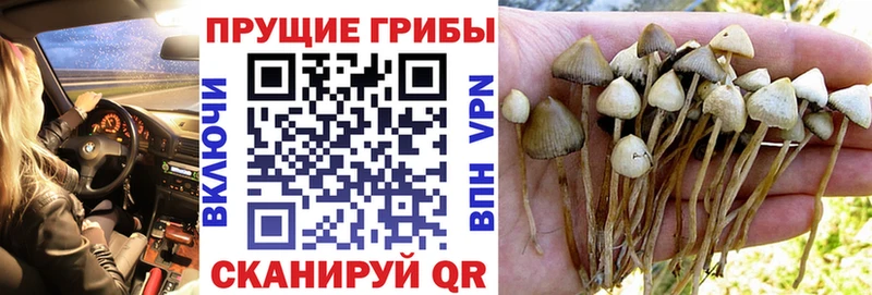 даркнет сайт даркнет официальный сайт Галлюциногенные грибы Magic Shrooms Богородицк
